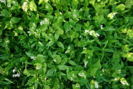 Greening-Mischungen Ackerbau