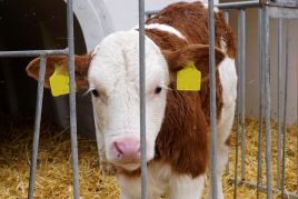 Kälberaufzucht Tierhaltung