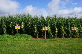 Saatgut Silomais Maistag