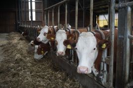 Milchvieh Galarie-Bilder