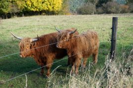 Stalleinrichtung & Weidehaltung Tierhaltung